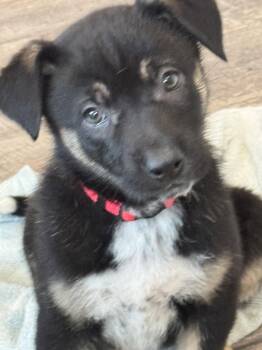 Labrador Retriever Dogs Available for Adoption in San Diego, California - Rosie