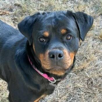 Stella -  Rottweiler Dog for Adoption in Redmond, Washington - Stella | PetCurious