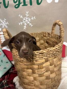 Rescue Mixed Breed Dogs for Adoption in Covington, Louisiana - PawriahCarey | PetCurious