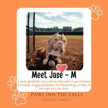American Bully Dogs Available for Adoption in Niagara Falls, New York - Jase | PetCurious