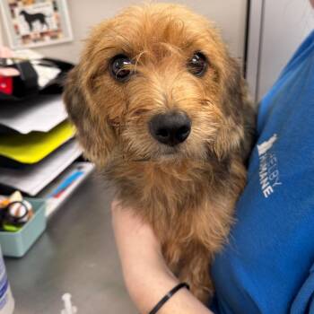 Delilah -  Mixed Breed Dog for Adoption in Columbiana, Alabama - Delilah | PetCurious