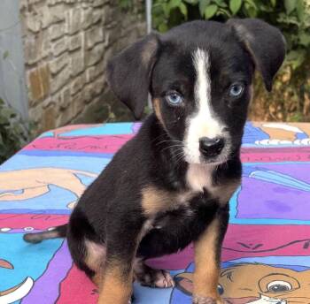 Scone -  Mixed Breed and Hound Dog for Adoption in Brookshire, Texas - Scone | PetCurious