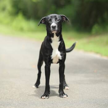 Journey -  Black Labrador Retriever Dog for Adoption in Lucedale, Mississippi - Journey | PetCurious
