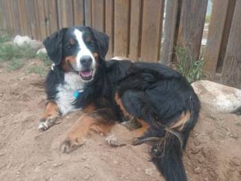 Bernese Mountain Dog Dogs Available for Adoption in Buena Vista, Colorado - Willow | PetCurious