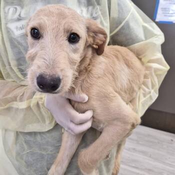 Flute -  Schnauzer and Labrador Retriever Dog for Adoption in Hattiesburg, Mississippi - Flute | PetCurious