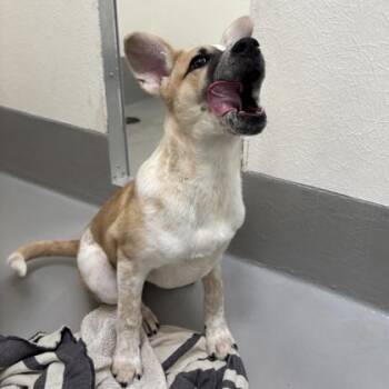 Cattle Dog and Mixed Breed Dogs Available for Adoption - Paprika | PetCurious