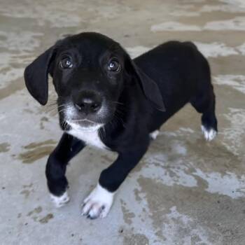 Whitaker 8968 -  Great Dane and Mixed Breed Dog for Adoption in Loxahatchee Groves, Florida - Whitaker 8968 | PetCurious