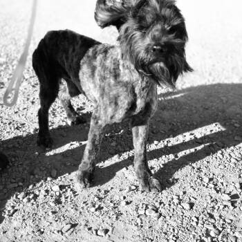 Poodle and Mixed Breed Dogs Available for Adoption - Holly Joe | PetCurious