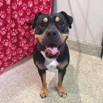 IVHS-Stray-142177 -  Pit Bull Terrier Dog for Adoption in San Gabriel, California - IVHS-Stray-142177 | PetCurious