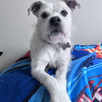 Jack Russell Terrier Dogs Available for Adoption - Coco | PetCurious