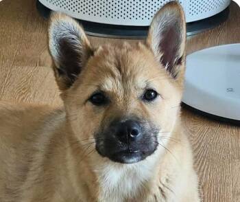 Kiwi -  Jindo Dog for Adoption in San Ramon, California - Kiwi | PetCurious