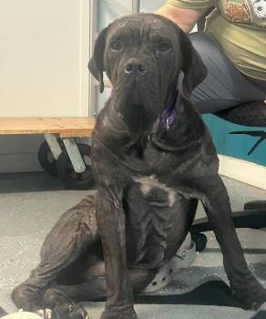 Mastiff Dogs Available for Adoption in Warren, Michigan - Roman | PetCurious