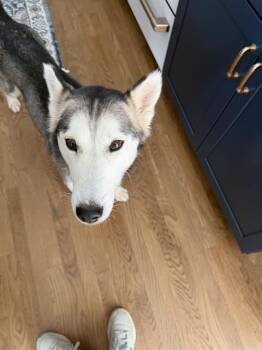 Siberian Husky Dogs Available for Adoption in Charlotte, North Carolina - NORA | PetCurious