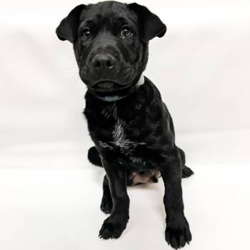 Shar Pei and Mixed Breed Dogs Available for Adoption in Parker, Colorado - 646 (2026) Jax | PetCurious