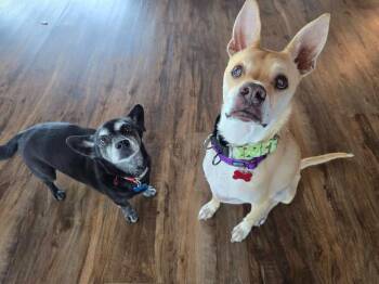 Terrier Dogs Available for Adoption in El Cajon, California - Doc | PetCurious