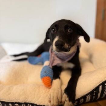Labrador Retriever and Border Collie Dogs Available for Adoption in Friendswood, Texas - Dottie Best Friendsq | PetCurious