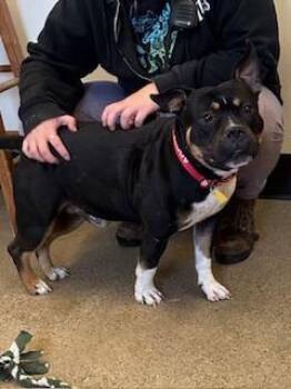 Griffin -  Pit Bull Terrier Dog for Adoption in Cleveland, Ohio - Griffin | PetCurious