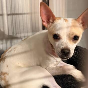 PB -  Chihuahua Dog for Adoption in Chicago, Illinois - PB | PetCurious