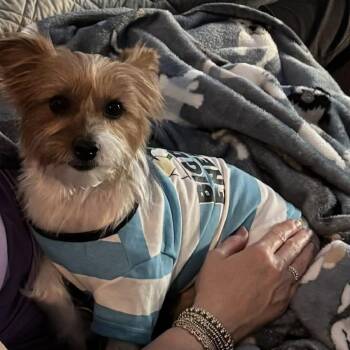 Yorkshire Terrier Dogs Available for Adoption - Oliver James | PetCurious