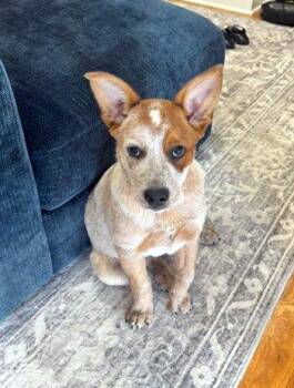 Australian Cattle Dog Blue Heeler Dogs Available for Adoption in Bedford Hills, New York - Rockwell | PetCurious