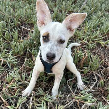 PALOMA -  Australian Cattle Dog Blue Heeler Dog for Adoption in Bell Gardens, California - PALOMA | PetCurious