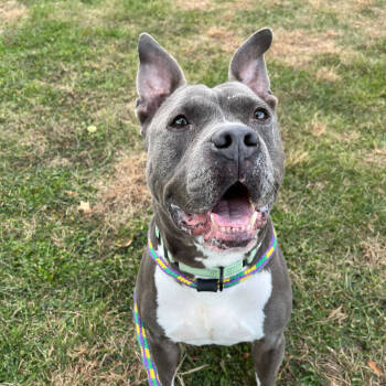 Rescue Mixed Breed Dogs for Adoption in Davenport, Iowa - Cranjis McBasketball | PetCurious