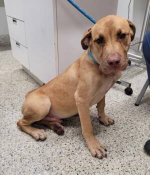 Wombat -  Labrador Retriever and Mixed Breed Dog for Adoption in Westland, Michigan - Wombat | PetCurious