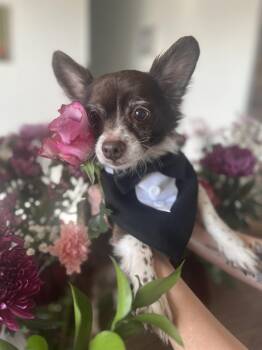 Chihuahua Dogs Available for Adoption - Biggie | PetCurious