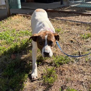 Rescue Jack Russell Terrier and Mixed Breed Dogs for Adoption in Nashville, Tennessee - Clover | PetCurious