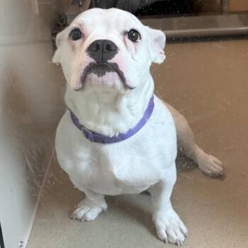Jolly Rancher -  French Bulldog Dog for Adoption in Walnut Creek, California - Jolly Rancher | PetCurious