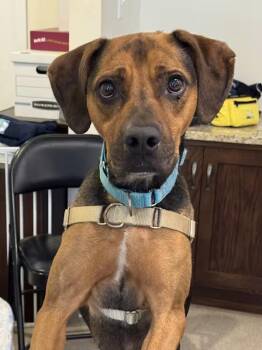 Rescue Hound Dogs for Adoption in South Kingstown, Rhode Island - Declan | PetCurious