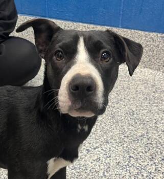 Labrador Retriever Dogs Available for Adoption - Wynona | PetCurious