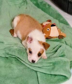 Terrier and Mixed Breed Dogs Available for Adoption in Evergreen, Colorado - Sasha | PetCurious