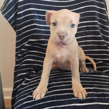 Princess Jasmine -  American Staffordshire Terrier Dog for Adoption in Houston, Texas - Princess Jasmine | PetCurious