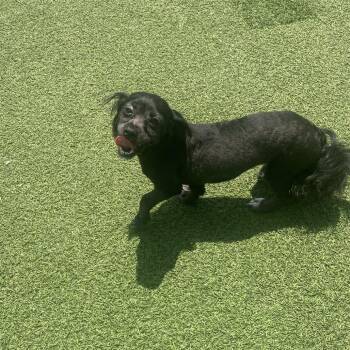 Lottie Lou 7585 -  Shih Tzu Dog for Adoption in Loxahatchee Groves, Florida - Lottie Lou 7585 | PetCurious