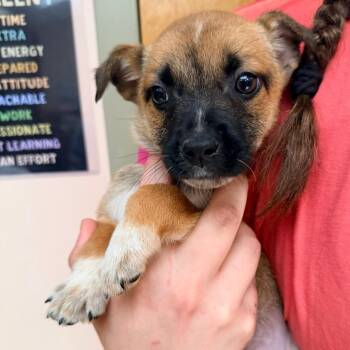 Patch -  Australian Shepherd and Mixed Breed Dog for Adoption in Columbus, Georgia - Patch | PetCurious