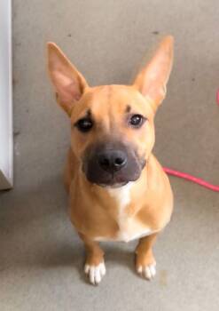 Romeo -  American Staffordshire Terrier Dog for Adoption in Perth Amboy, New Jersey - Romeo | PetCurious
