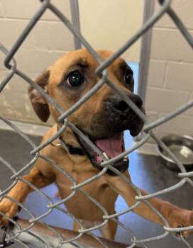 MICHIA -  Boxer Dog for Adoption in Elizabethton, Tennessee - MICHIA | PetCurious