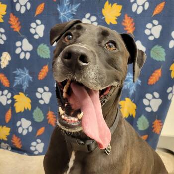 Kane -  American Staffordshire Terrier Dog for Adoption in Alpine, Texas - Kane | PetCurious