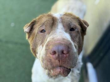Rescue Shar Pei Dogs for Adoption in Mt. Juliet, Tennessee - Prosciutto | PetCurious