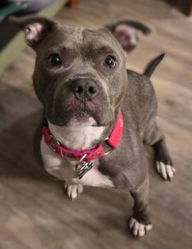 Pit Bull Terrier Dogs Available for Adoption in Framingham, Massachusetts - Rain | PetCurious