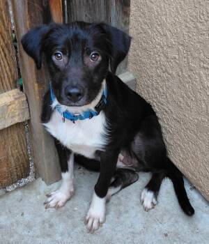 Rescue Border Collie and Labrador Retriever Dogs for Adoption in Piedmont, California - Rina | PetCurious