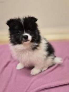 Pomsky Dogs Available for Adoption in Woodstock, Illinois - Sweetie | PetCurious
