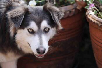Eclair -  Siberian Husky Dog for Adoption in Walnut Creek, California - Eclair | PetCurious