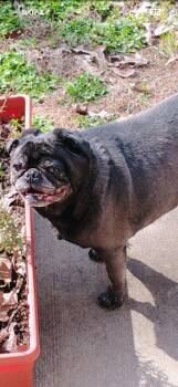 Pug Dogs Available for Adoption in Parker, Colorado - Luna Lou | PetCurious