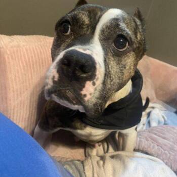 Confetti -  American Bulldog Dog for Adoption in Sanford, North Carolina - Confetti | PetCurious
