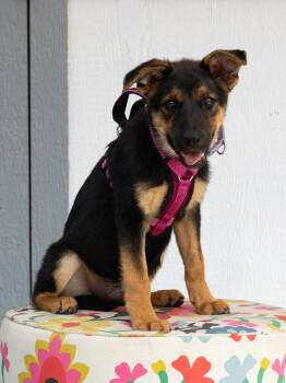 Cove -  German Shepherd Dog Dog for Adoption in Savage, Minnesota - Cove | PetCurious