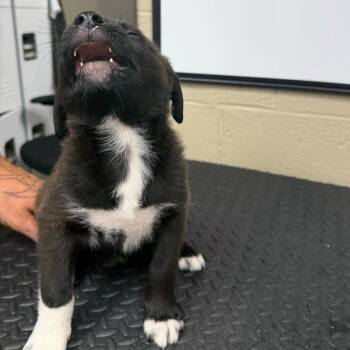 Polaroid -  Black Labrador Retriever Dog for Adoption in Madisonville, Kentucky - Polaroid | PetCurious
