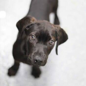 Hound and Mixed Breed Dogs Available for Adoption in Atlanta, Georgia - Toby | PetCurious