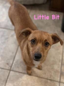 Little Bit -  Chihuahua Dog for Adoption in Shawnee, Oklahoma - Little Bit | PetCurious